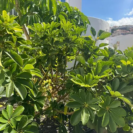 Malibu Park Hotel apartamentowy Costa Adeje (Tenerife)
