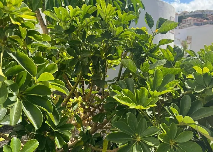 Malibu Park شقة فندقية أذيخي